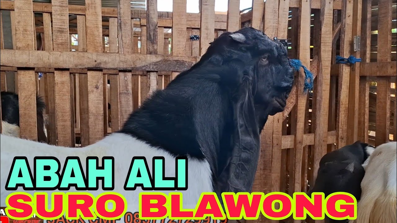 ABAH ALI PANEN ANAKAN PITULAS....2 KOR DIJUAL DAPAT KANDANG 12m