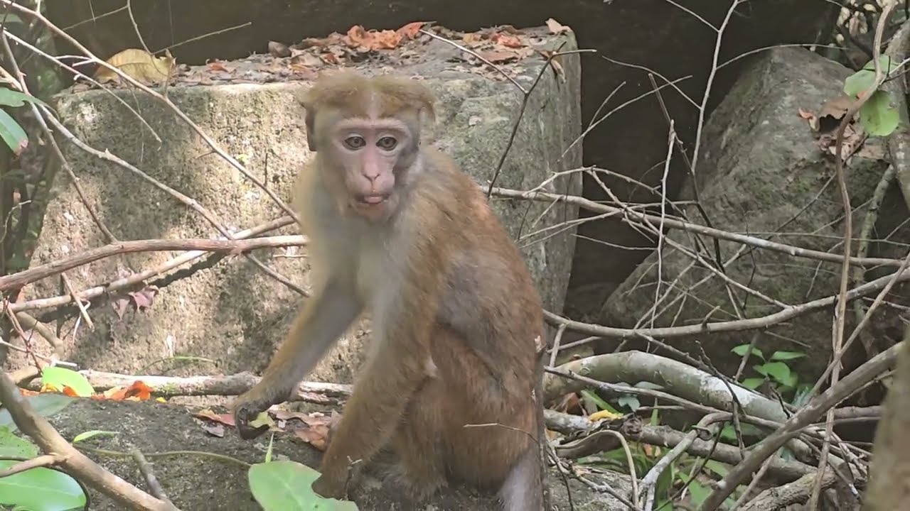 По пути к пляжу Джангл Бич 🌴 встретили обезьянок 🐒 Унаватуна, Шри-Ланка 