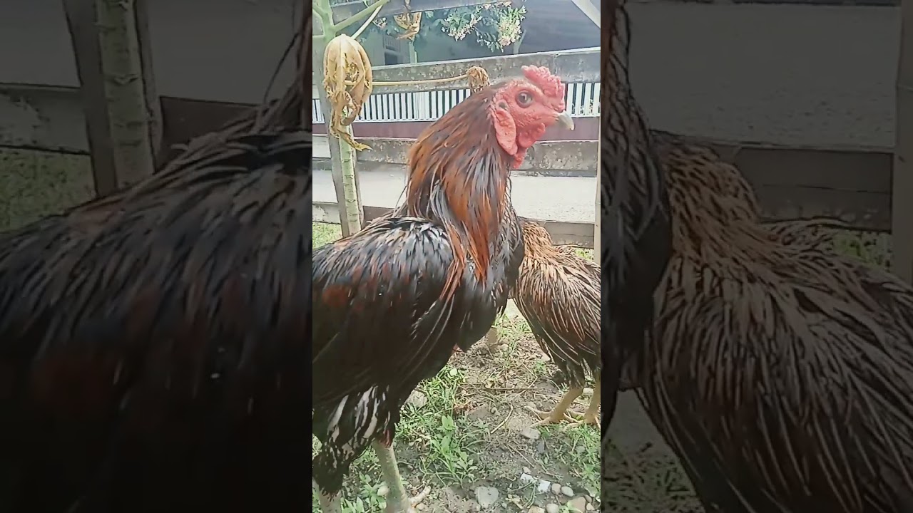 Perjodohan ayam kampung super jumbo @mandijemur @ayamunggul  ❤️❤️❤️