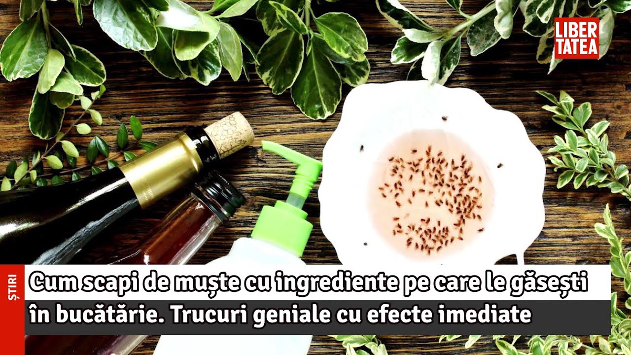 Cum scapi de muște cu ingrediente pe care le găsești în bucătărie. Trucuri geniale cu...