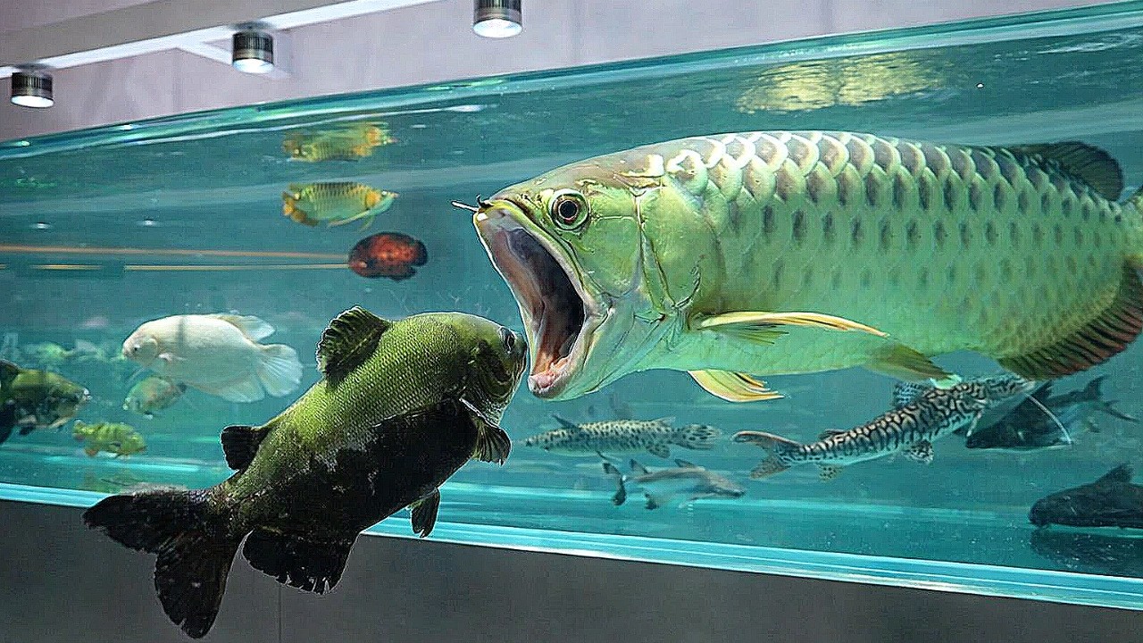수조 속 거대한 대형어들#아쿠아가든#aquagarden#aquascape#aqua#aquarium#terrarium#paludarium#아쿠아카페#테라리움#물고기카페