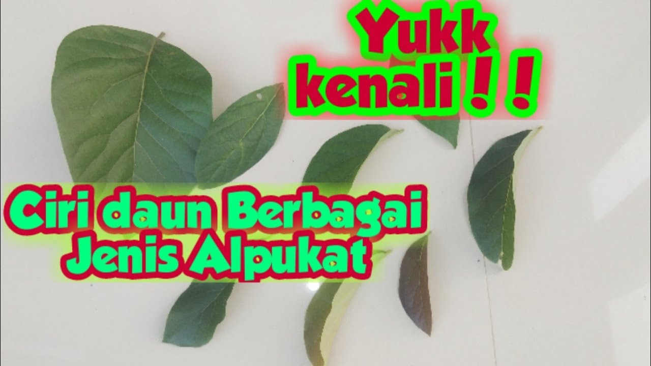 Membedakan 17 jenis Alpukat dari Bentuk Daunnya ( Aligator, Miki, Wina, Kendil, Markus, Hass, RV)