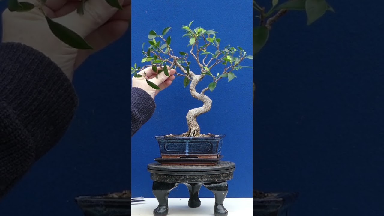 I took YOUR advice and NOW my Ficus Bonsai is so much Better.