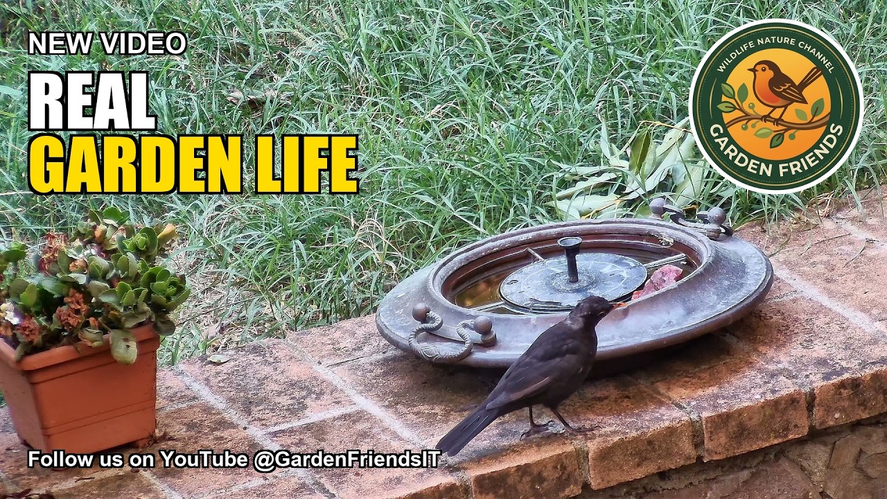LIVE - Only Real life🐦 Mangiatoia Uccellini - Relax & Birdwatching