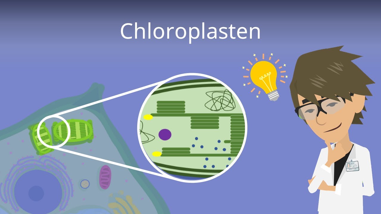 Chloroplasten - Aufbau einfach erkl&auml;rt