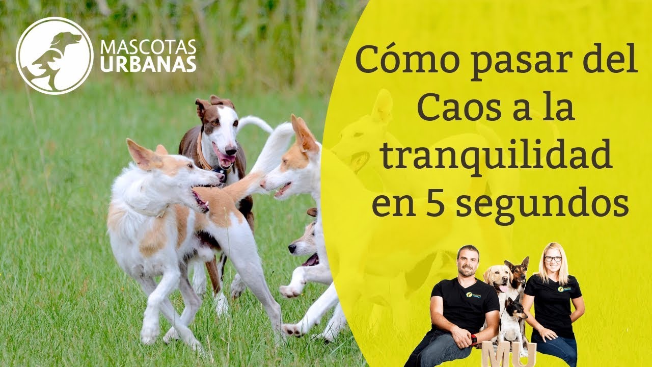 Cómo pasar del Caos a la Paz en 5 segundos 😌