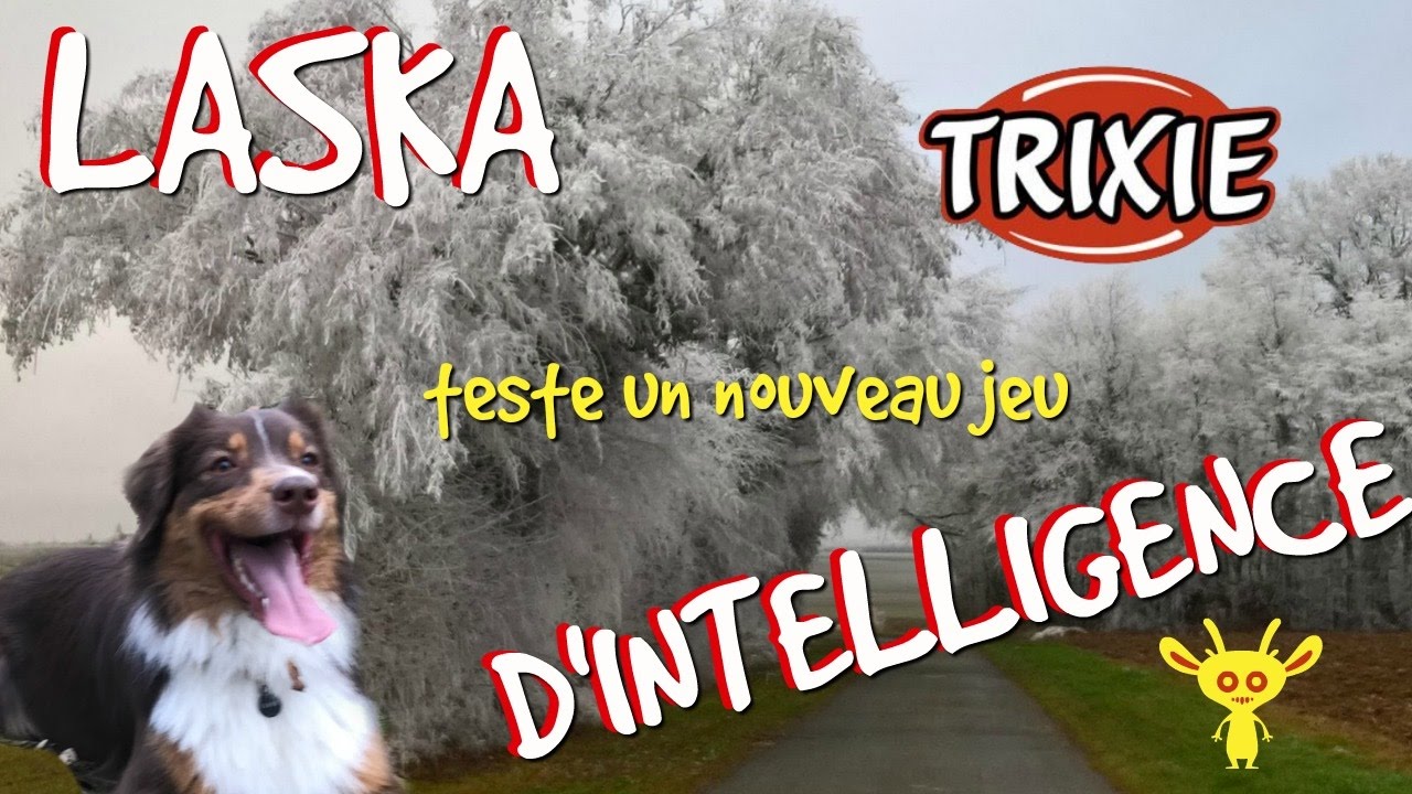 Laska teste un jeu d'intelligence Trixie #111 [TEST]