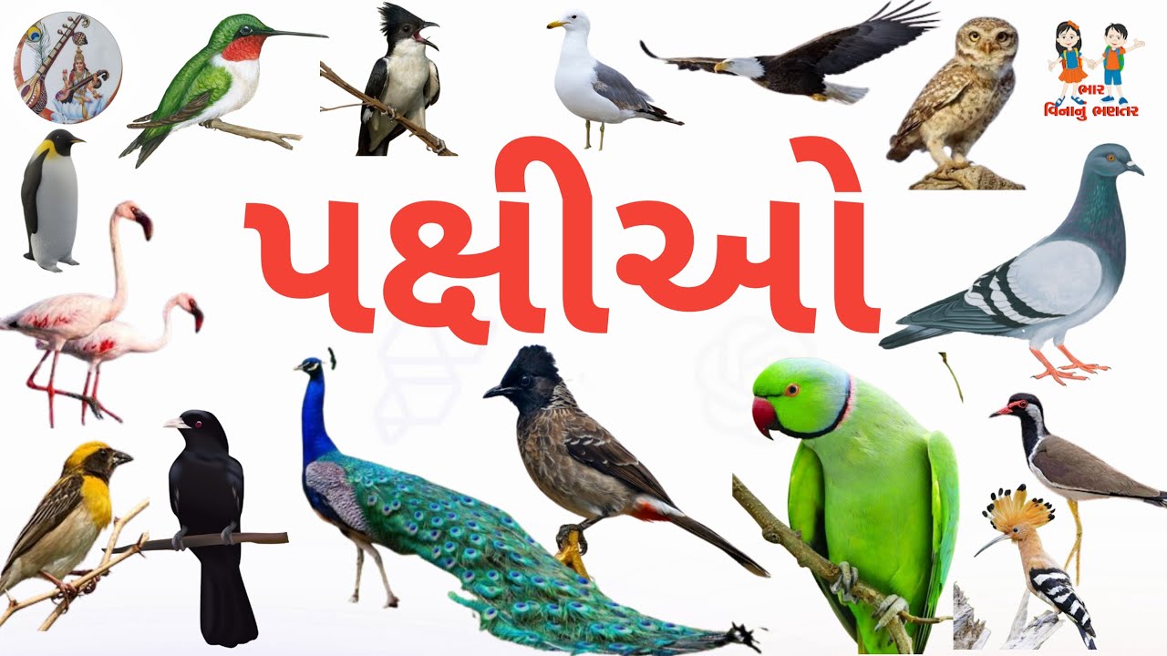Birds Name And Sound | Birds | પક્ષીઓ | પક્ષીઓના નામ અને અવાજ | Birds Name Gujarati And English