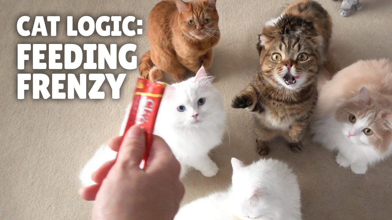 Cat Logic: Feeding Frenzy | Kittisaurus