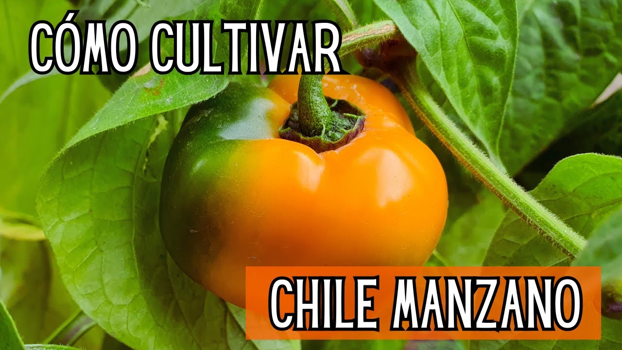 Cómo sembrar chile manzano//guía completa para su cultivo en casa🌱🧡