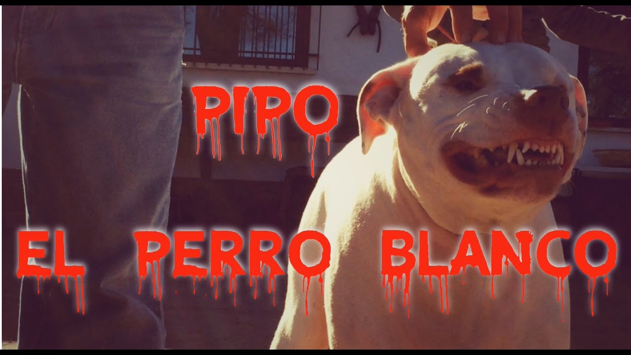 PIPO, El perro blanco, con Borja Capponi