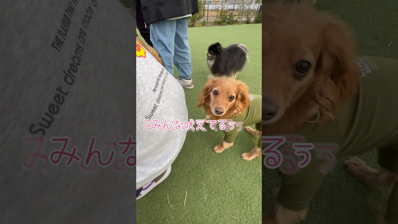 テンションの落差が激しいミディ😑