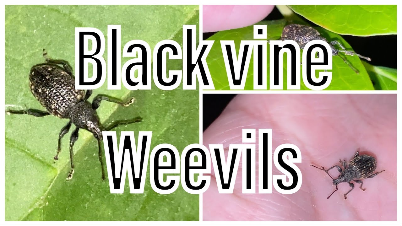 Garden Project - black vine weevil documentation