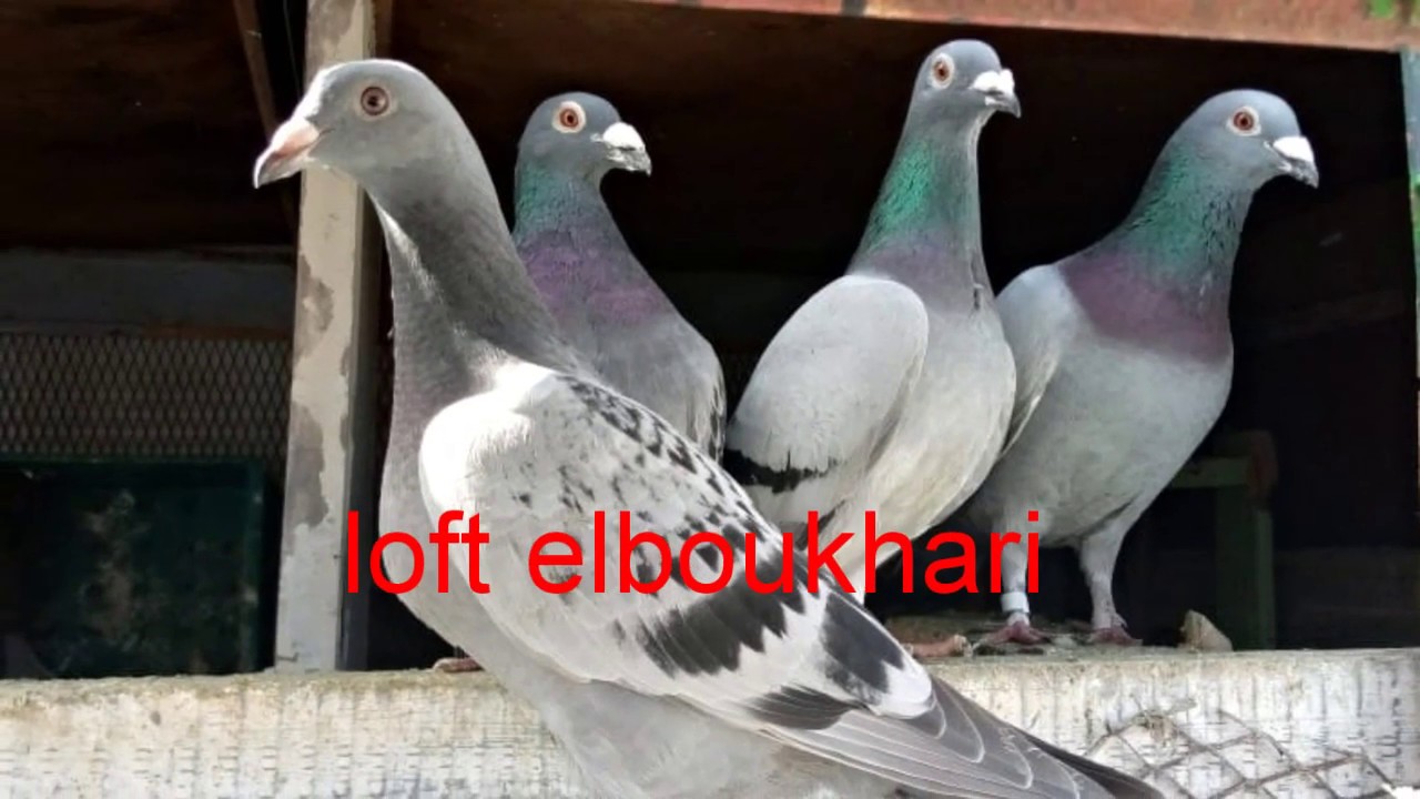 إعطاء فلاجيل للحمام وتركيب الخواتم