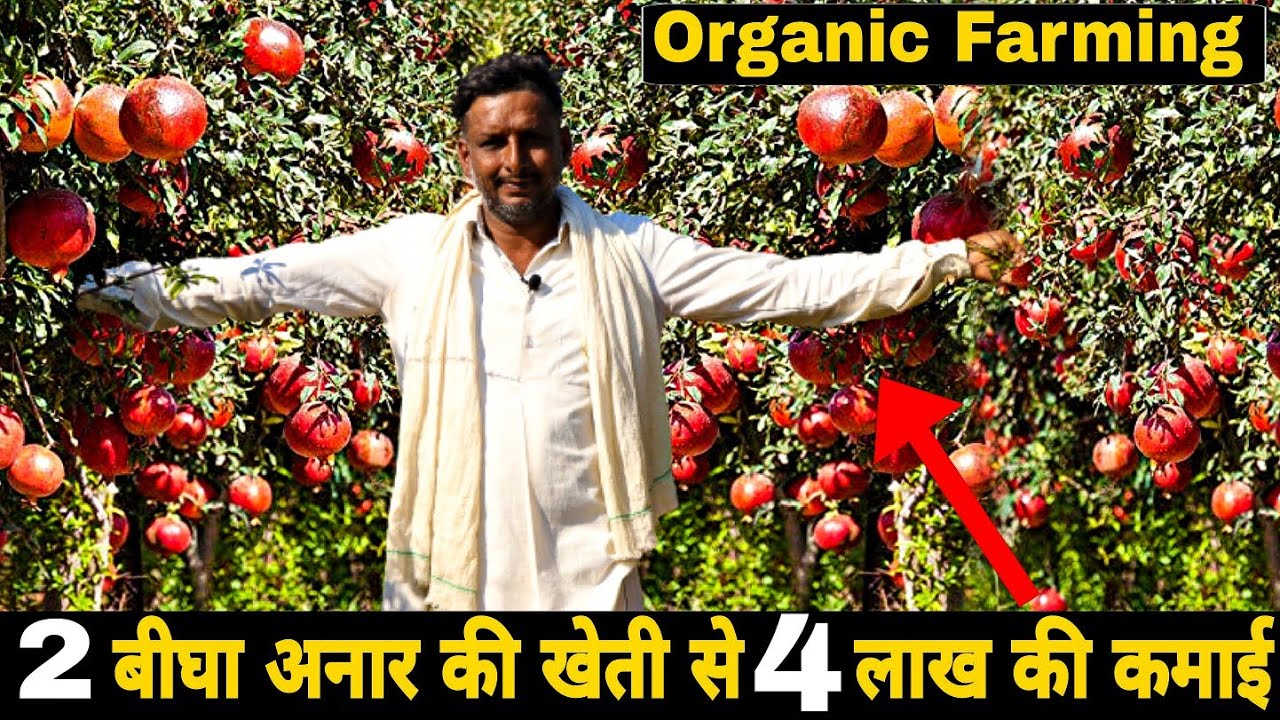 अनार की खेती की पूरी जानकारी । Pomegranate Farming। Anar Ki Kheti Successful Farmer