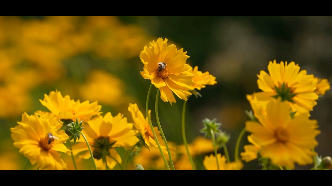 Nếu Một Ngày Tôi Hóa Thành Cơn Gió | Câu Chuyện Nhẹ Nhàng Khiến Bạn Muốn Sống Chậm Lại