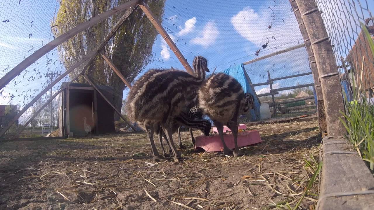 🐤Mláďata Emu hnědý, stáří  1-2 týdne