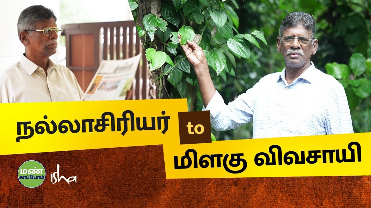 மிளகு விவசாயம் இப்படி செஞ்சா நல்ல வருமானம்
