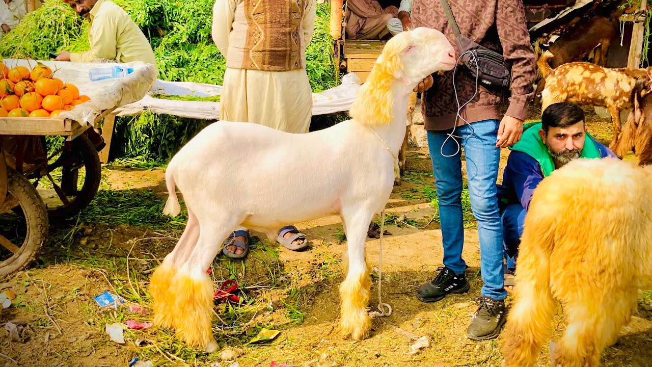 Lahore Shahpur Kanjra Mandi Latest Update Qurbani 2026 Awami Shoq Official 
