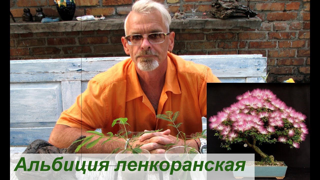 Почему альбиция линкоранская идеальна для сада?