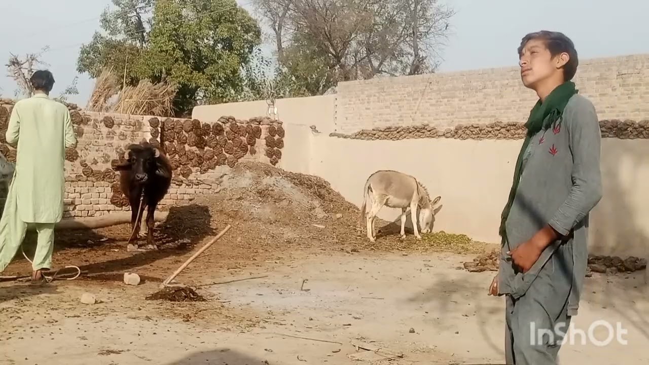  Real Village Life of Punjab | جانوروں کی   خدمت، صفائی، پانی پلایا Routine Vlog