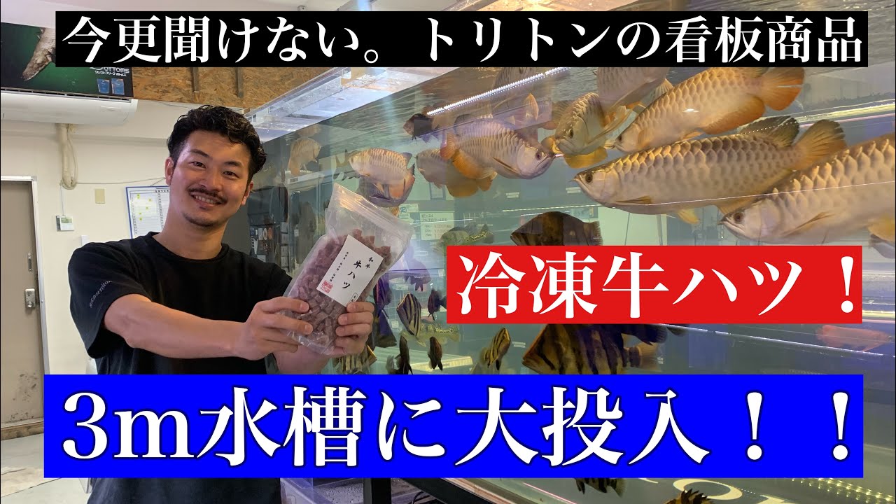 【給餌】3ｍ水槽牛ハツ投入！気を抜いている社長にアポ無し撮影！