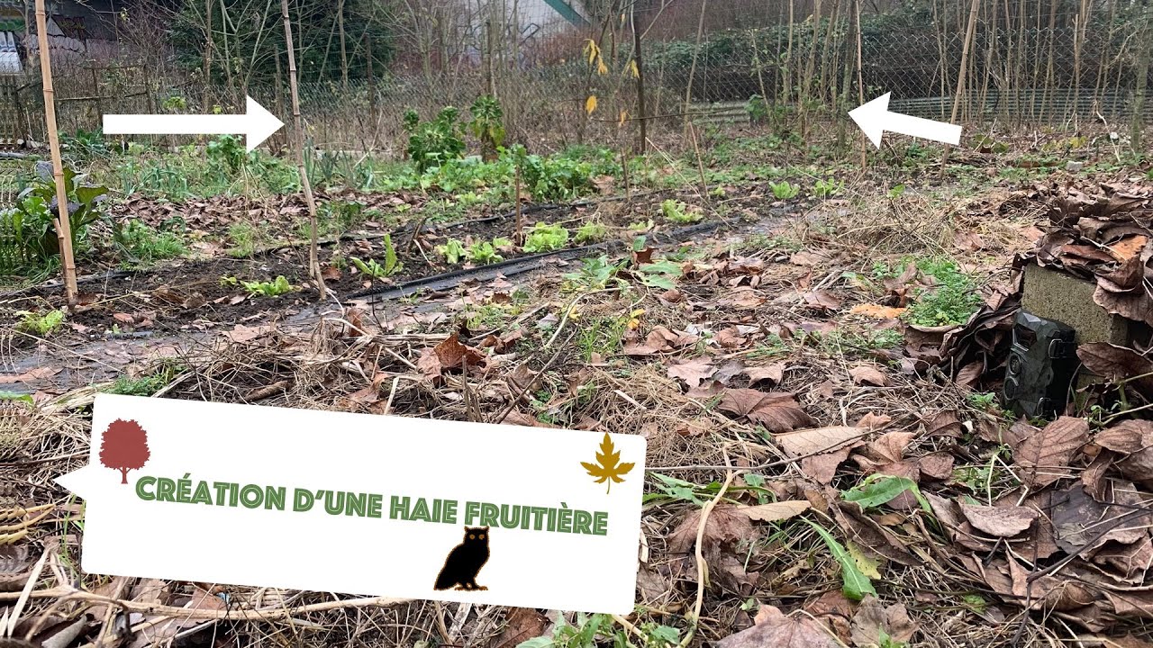 Création d'une haie fruitière pour un moindre coût #jardin #verger #fruitier