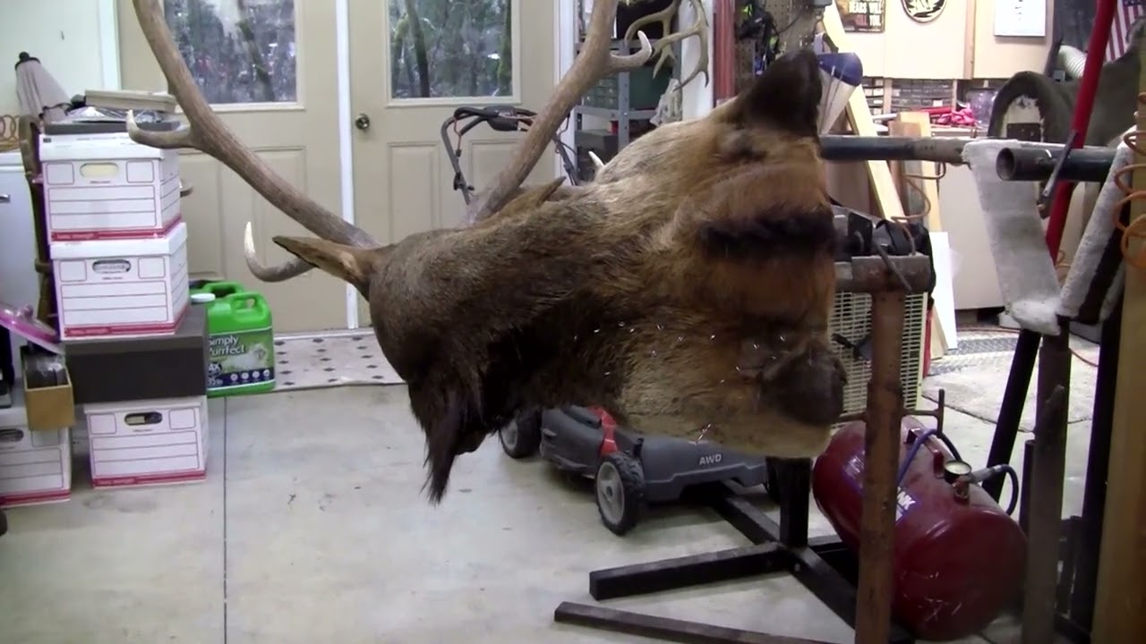 Elk Buffalo 2023