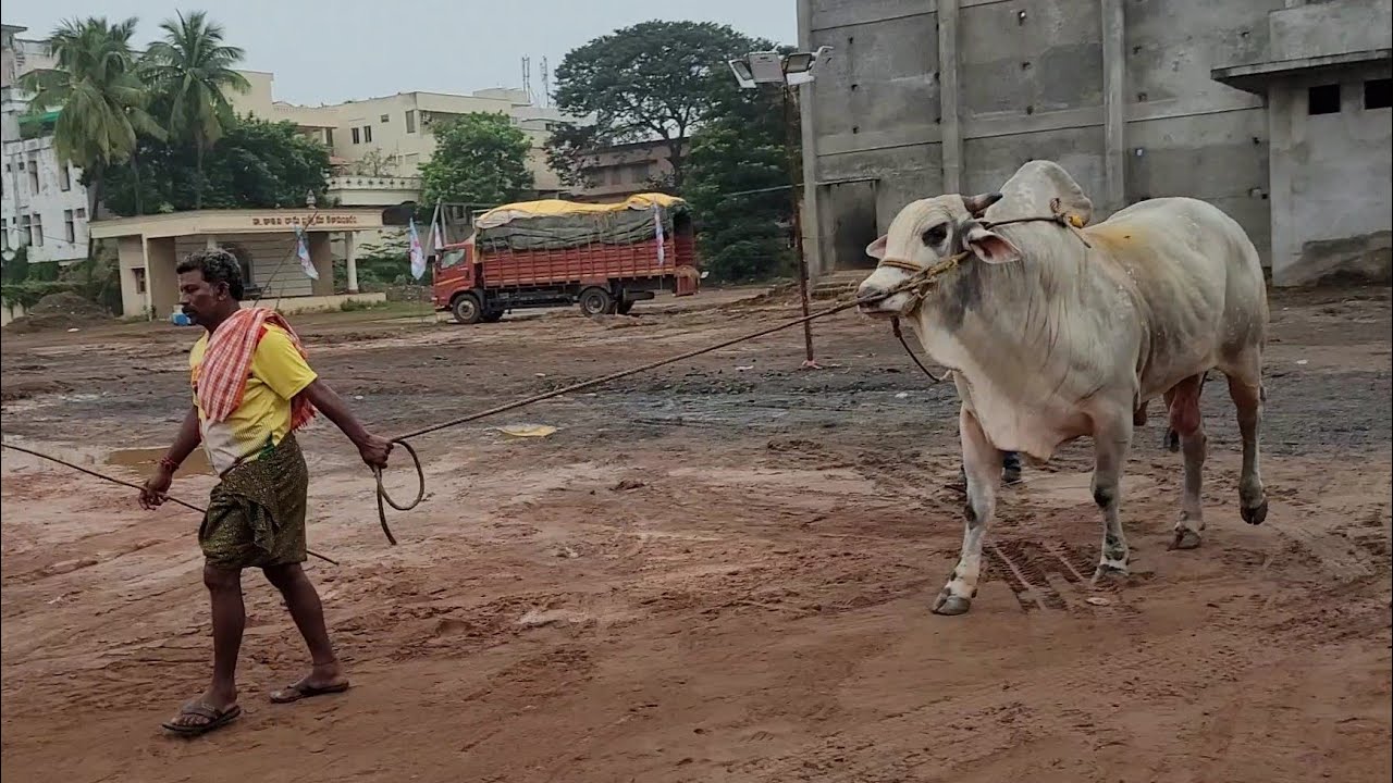 సింహా RK bull vetapalem...in tanuku