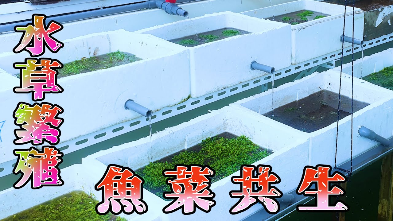 Создайте симбиоз рыбы и овощей на верхнем этаже ~ версия для размножения водных растений (ниже)