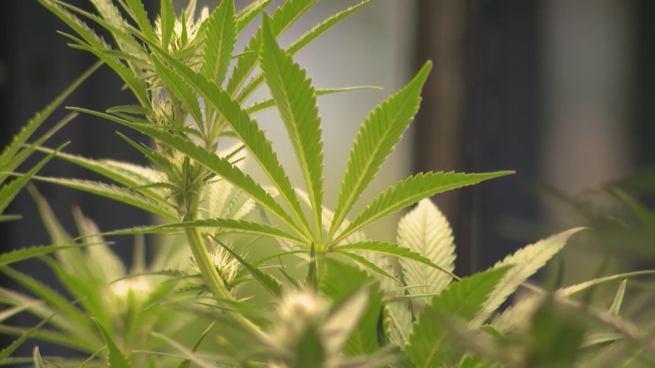 West Virginia House passes bill that could expand approved medical cannabis