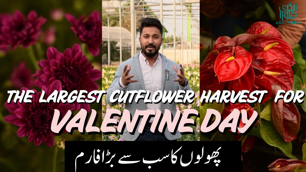 Cut flower Largest Harvest for Valentine Day at Largest cut flower farm of Pakistan.