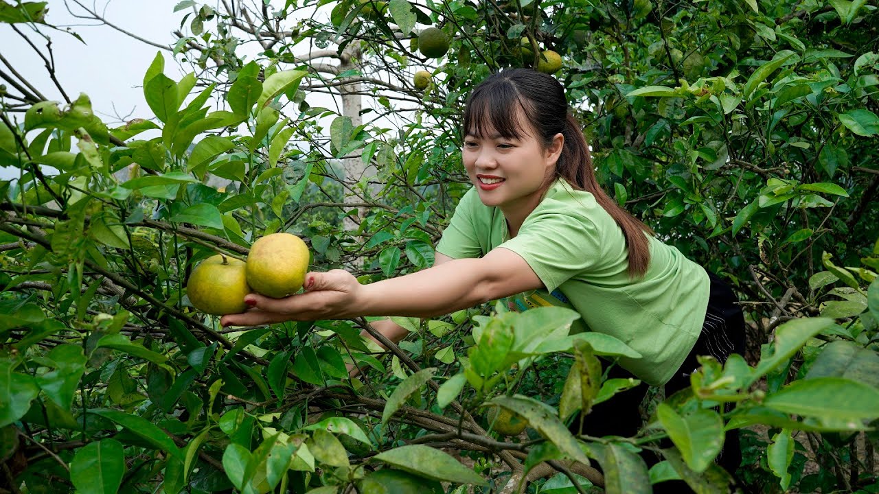 Rural girl havests oranges to juice and grow corn 💖 The 7 BOX ASMR 💎