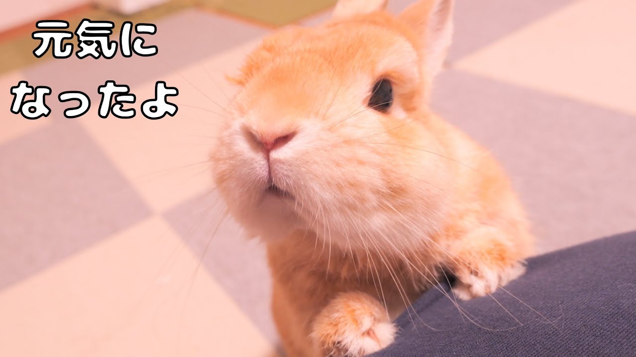 大きいうさぎの飼い主にくっつきながら「元気になったよ」とみなさんに伝えるムギがとても可愛かった【No.1688】
