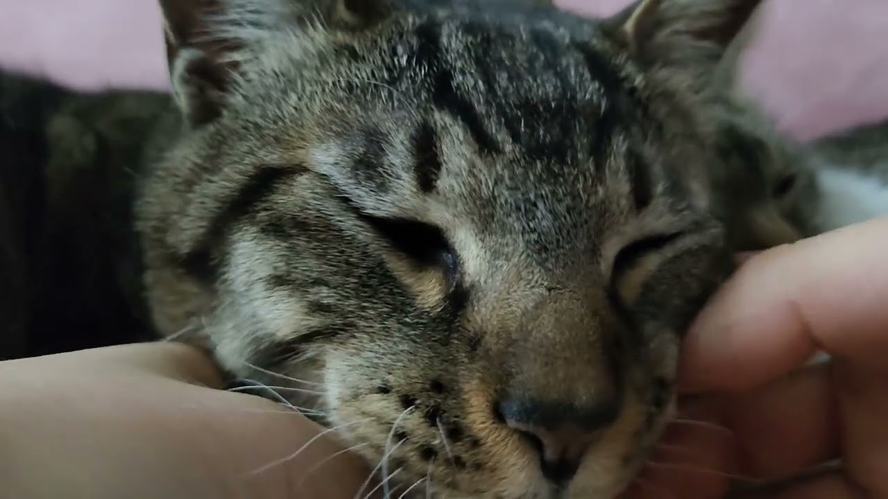 고양이 만지는 영상