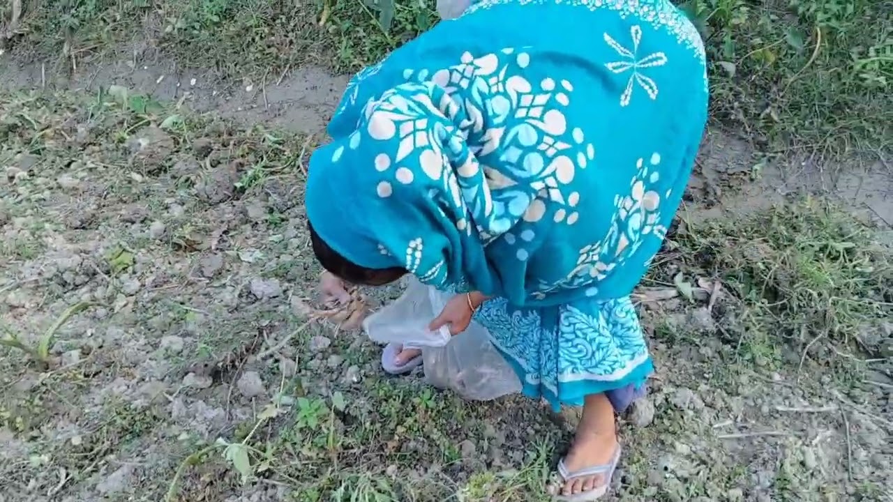 পুকুরপাড় থেকে কচুরমুখিনিয়ে আসলামডাল রান্না করবো  #village Life of Afroza #villagelife video virall