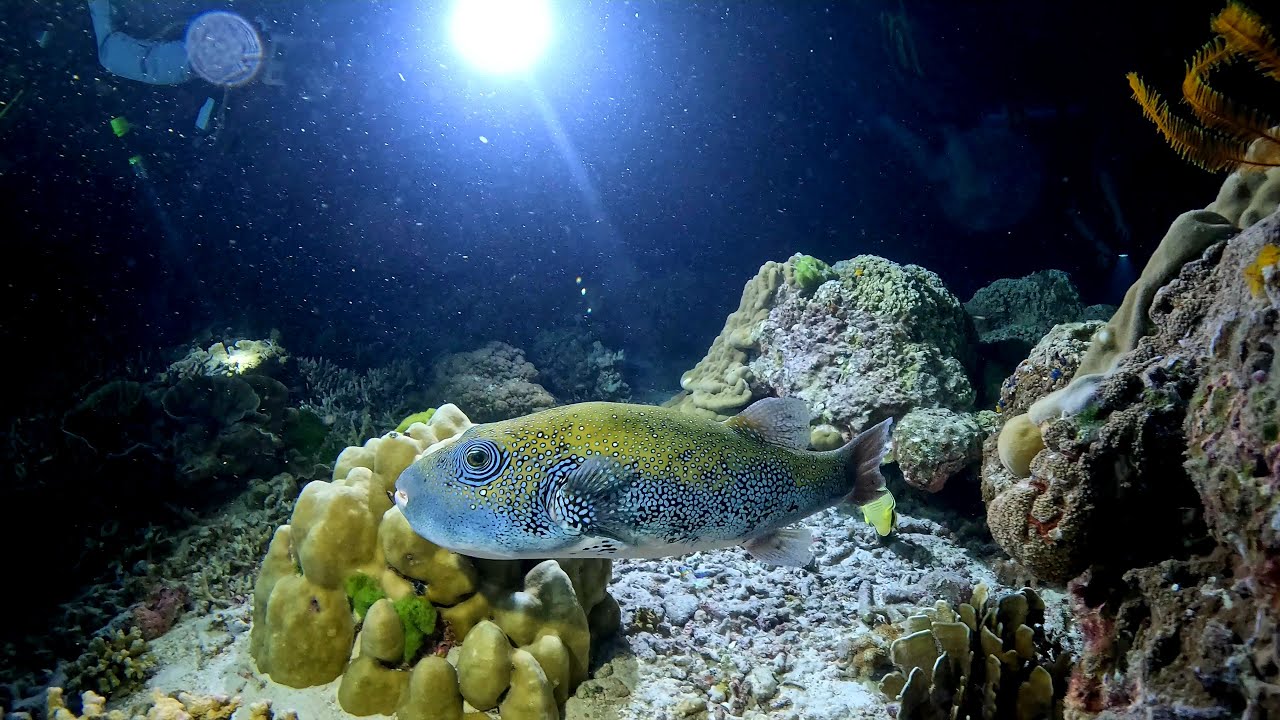 Andaman Sea Volume 2 Critters of the Night