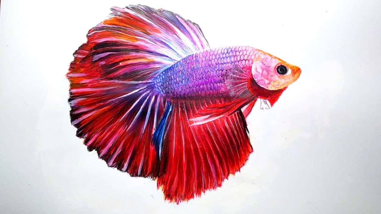 How to painting  betta fish | acrylic