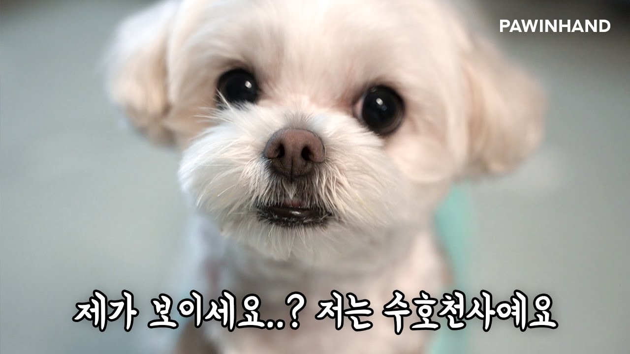 유기견 입양을 반대했었던 뜻밖의 이유│언니를 지켜주는 수호천사 가을이네 가족 이야기 🧚‍♀️ㅣ유기동물 입양ㅣ유기견 입양 변화ㅣ유기견 입양 후기