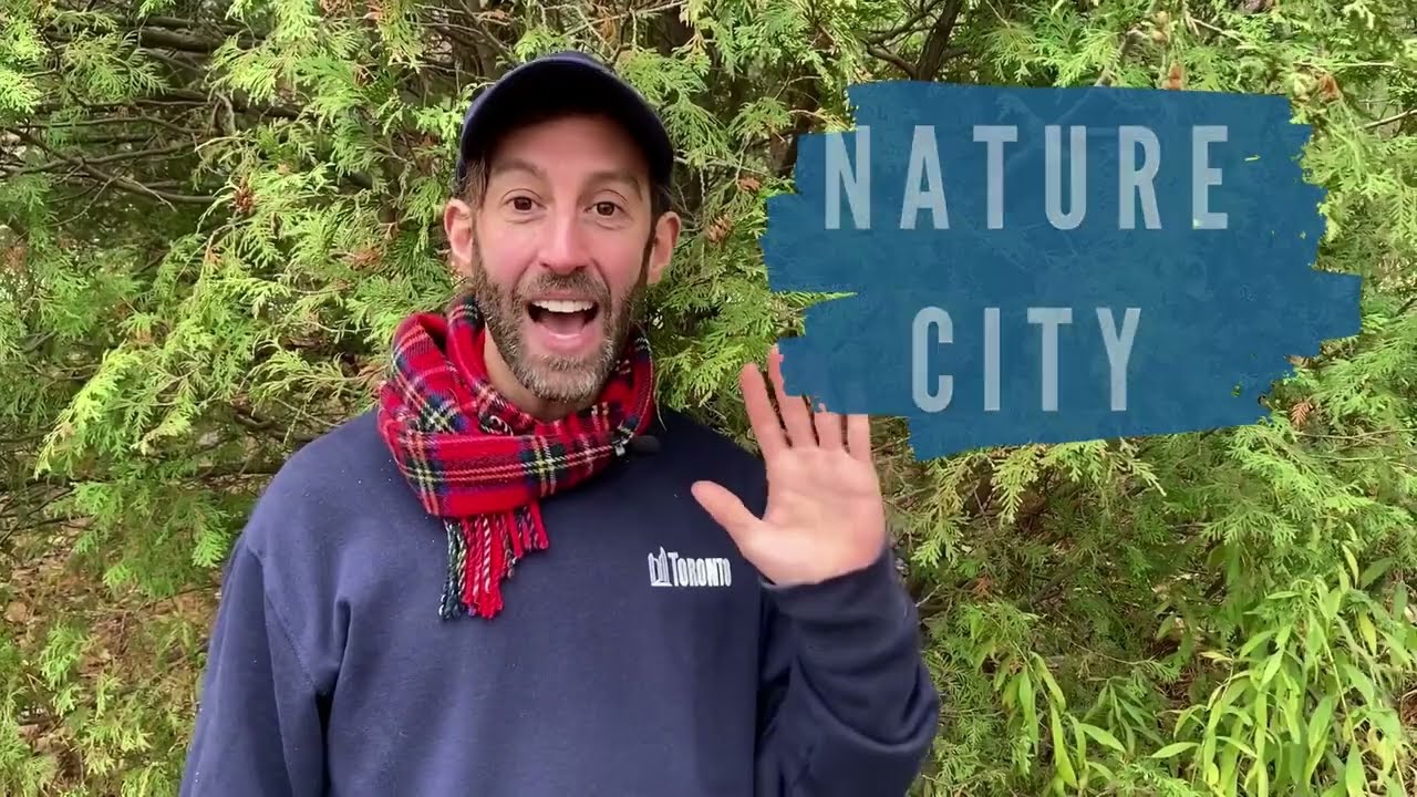 Urban Forestry | Eastern White Cedar