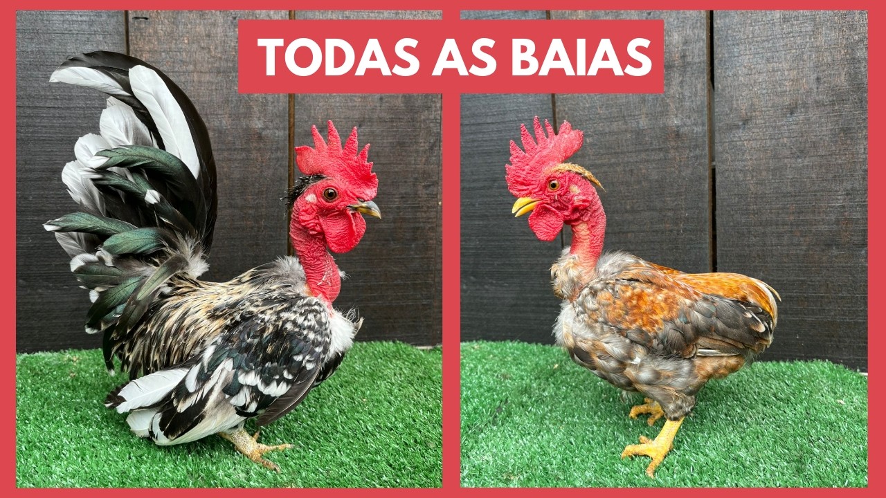 Tour pela nossa criação de Mini Garnisé | Coração Campeiro 
