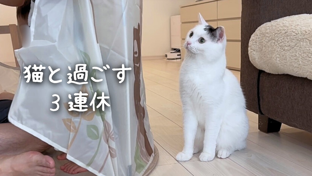 ３連休中にテント買ったら猫が意外な反応をしました