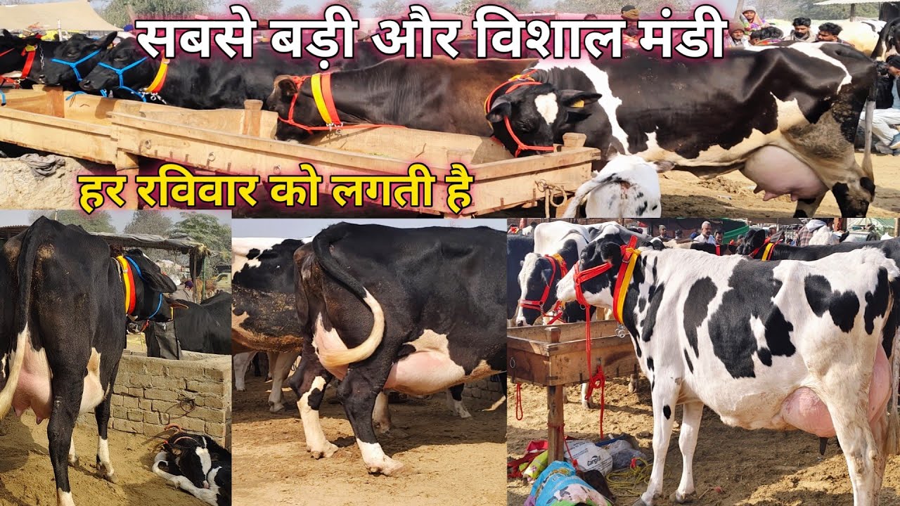 Mandi dabwali cow market 💥सबसे बड़ी और विशाल मंडी,मंडी डबवाली हरियाणा, पंजाब #cow #viral #dairyfarm 