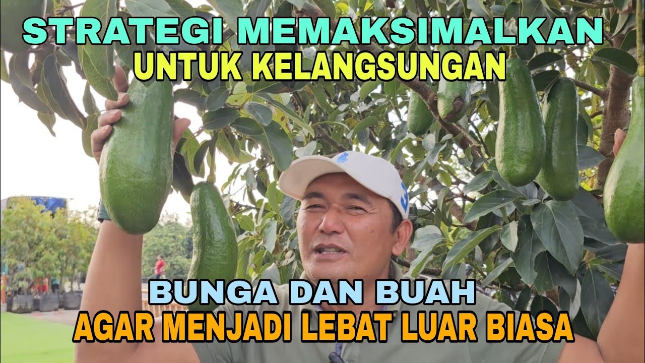 STRATEGI MEMAKSIMALKAN UNTUK KELANGSUNGAN BUNGA DAN BUAH AGAR MENJADI LEBAT LUAR BIASA