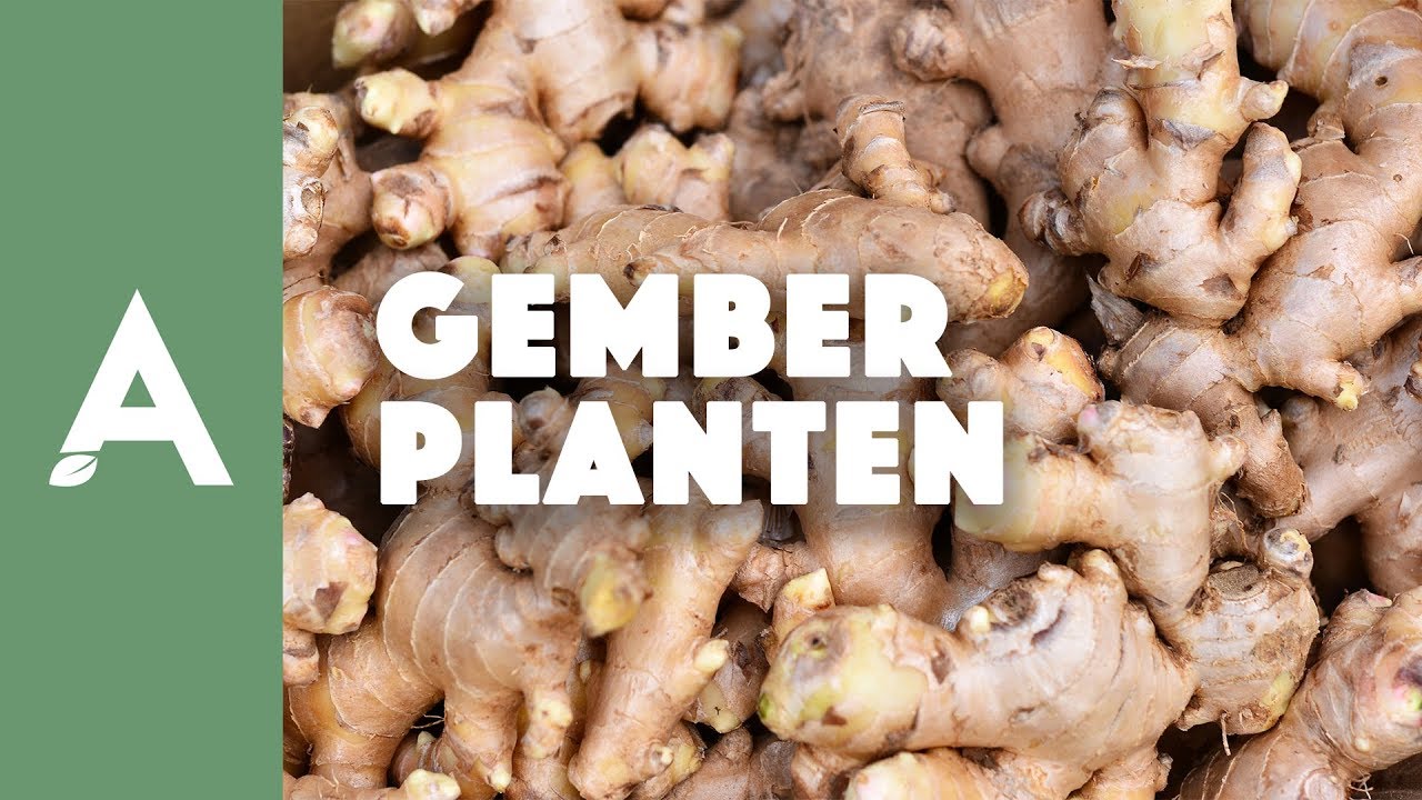 Gember planten I Een groener thuis #11 I Angelo Dorny