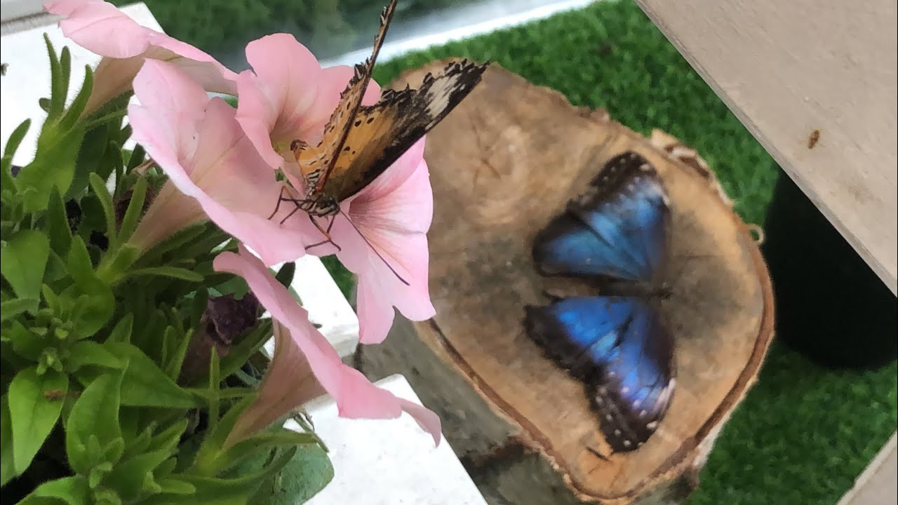 Expozitie de Fluturi Tropicali la Arges Mall Pitesti 🦋🦋🦋
