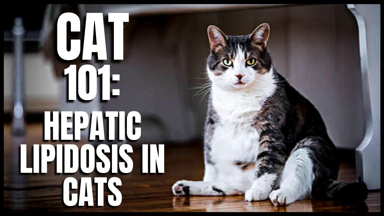 Cat 101: Hepatic Lipidosis in Cats