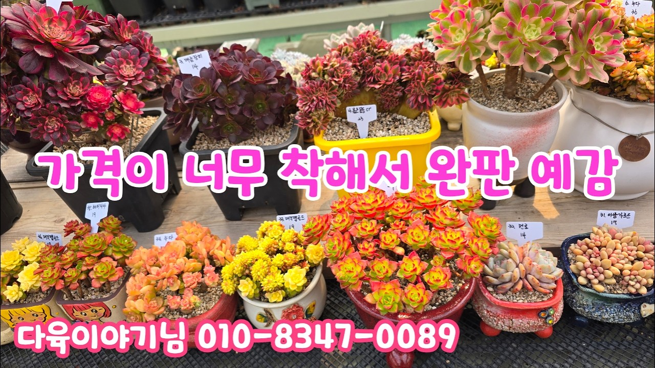 260320📍#다육이야기님 웨딩드레스 무궁화철화 블랙캐시미어 체리로즈 매금장미 붉은끝동철화 분홍소녀 누다 레티지아 아놀드 녹귀란