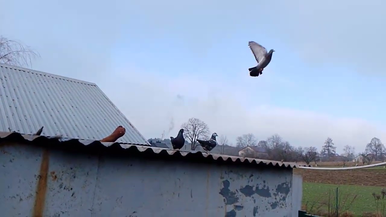 Wszystko o gołębiach kingach
