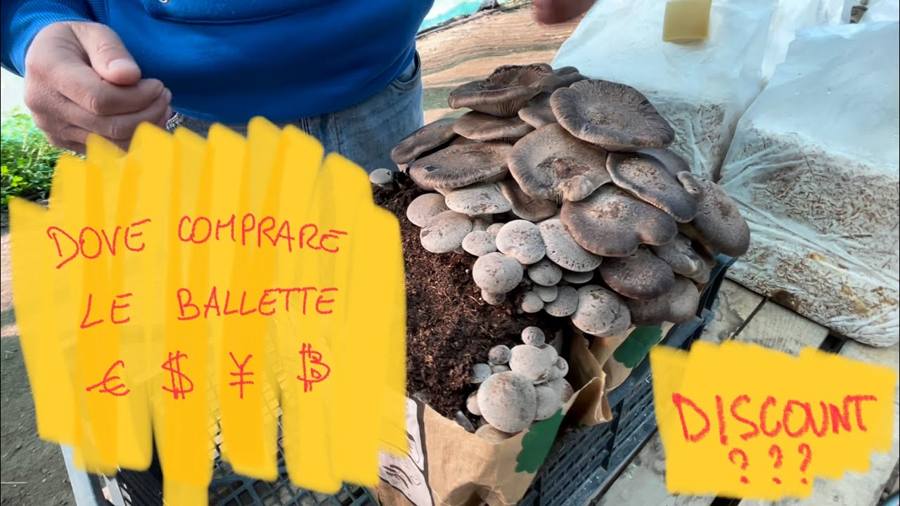 Tutorial Coltivare i funghi in casa: DOVE COMPRARE LE BALLETTE? Al discount? @FunghidiSardegna